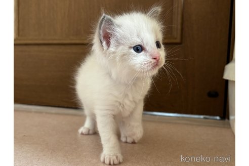 成約済の千葉県のラグドール-115269の5枚目